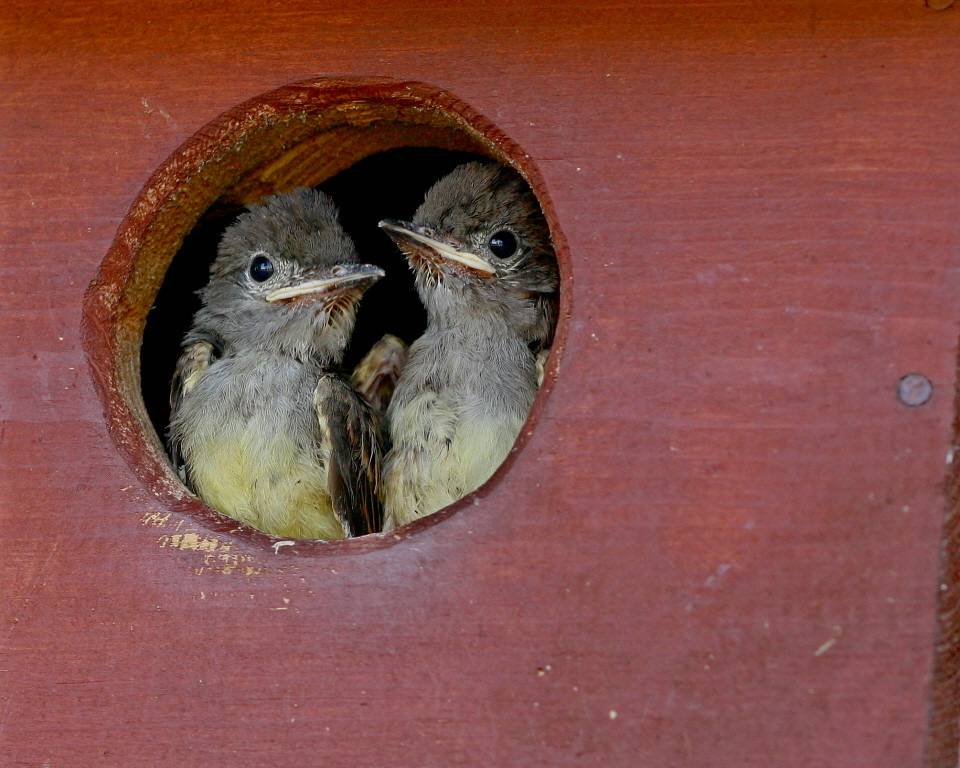 Great Crested Flycatcher (Myiarchus crinitus) by Mary Keim is licensed under CC BY-NC-SA 2.0